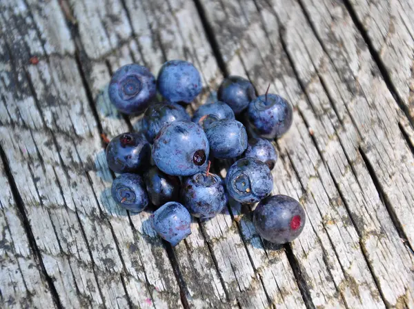Ahşap vahşi bilberries — Stok fotoğraf