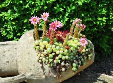 Olağanüstüsarı çiçekleri testi (Sempervivum)