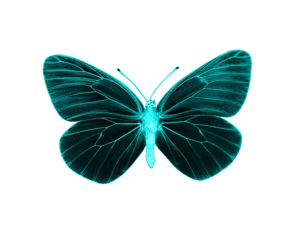 Idegen pillangó — Stock Fotó