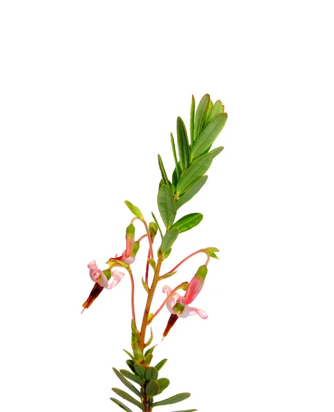 Bloemen cranberry (Vaccinium macrocarpon) — Stockfoto