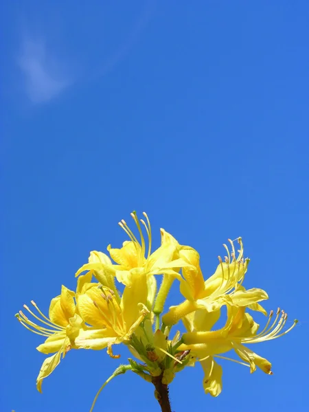 Rododendron bloemen en blauwe hemel — Stockfoto