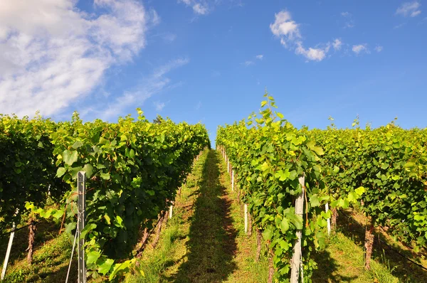 stock image Vineyard