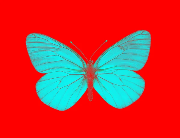 Чужорідних метелик — стокове фото