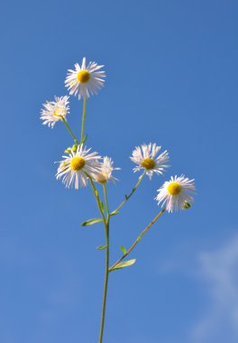 Yıllık fleabane (Erigeron annuus)