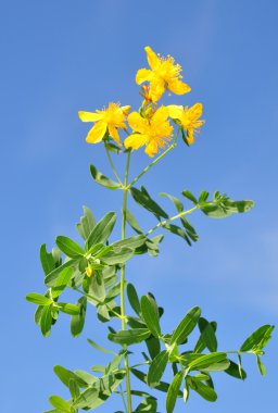 St John's wort (Hypericum perforatum) clipart