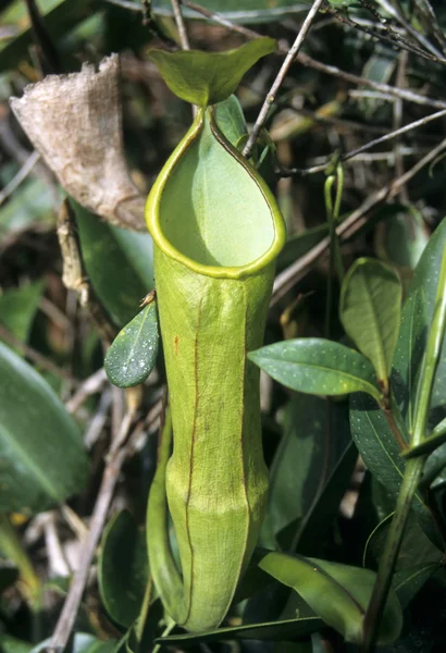 Planta de jarra (Nepenthes ) — Foto de Stock