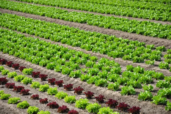 Lettuce field — Stock Photo, Image