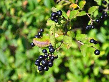 Berries of alder buckthorn (Frangula alnus) clipart