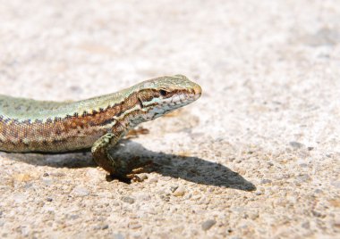 Duvar kertenkelesi (podarcis muralis)