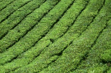 çay plantasyon cameron Highlands, Malezya