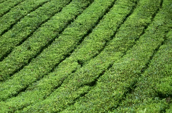 Tea plantation in the Cameron Highlands in Malaysia — Stock Photo, Image