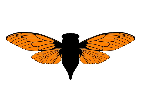 Beautiful cicada — Stock Photo, Image
