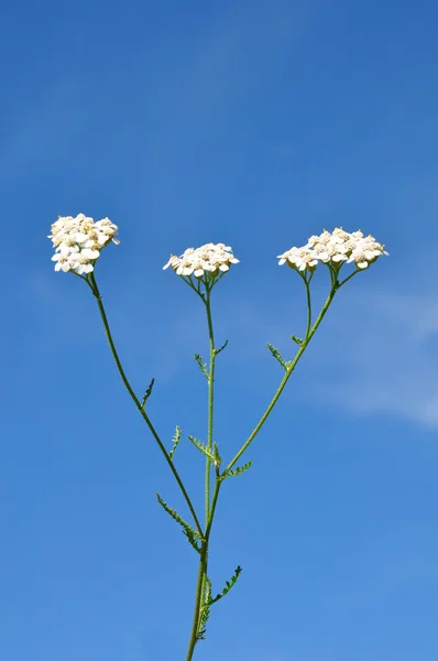 Yarrow (Achillea millefolium) — Stock Photo, Image