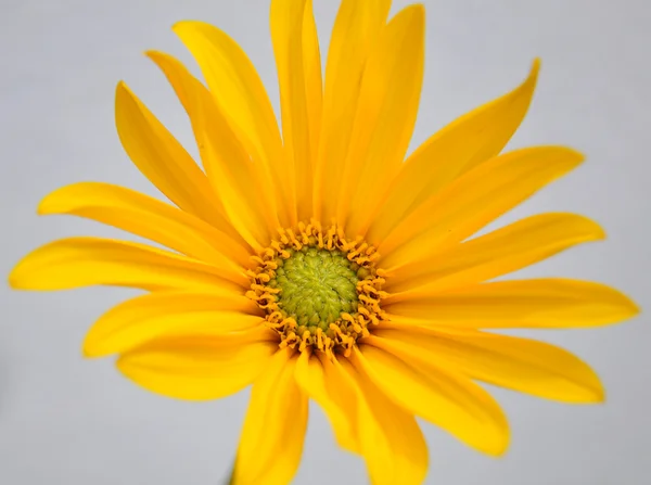 Small sunflower — Stock Photo, Image