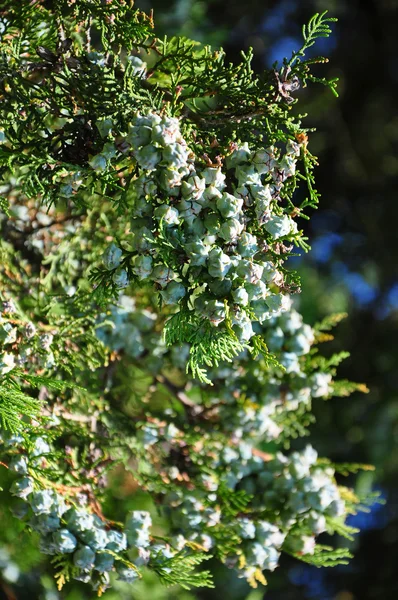 Fruits of false cypress (Chamaecyparis) — Stock Photo, Image