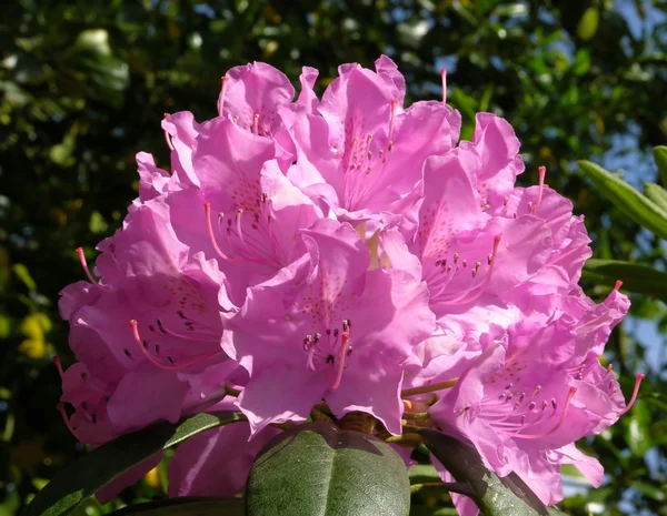 stock image Rhododendron flower