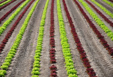Lettuce field clipart