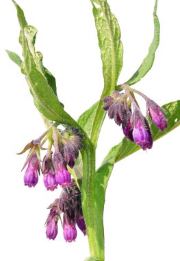 Comfrey (Symphytum officinale) clipart