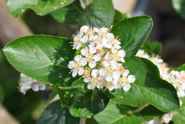 Chokeberry flowers (Aronia melanocarpa) clipart