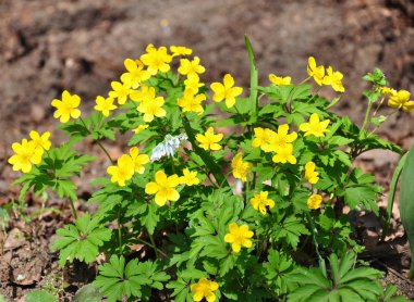 Yellow anemone (Anemone ranunculoides) clipart