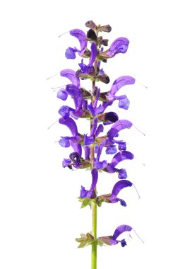 Çayır adaçayı (Salvia pratensis)