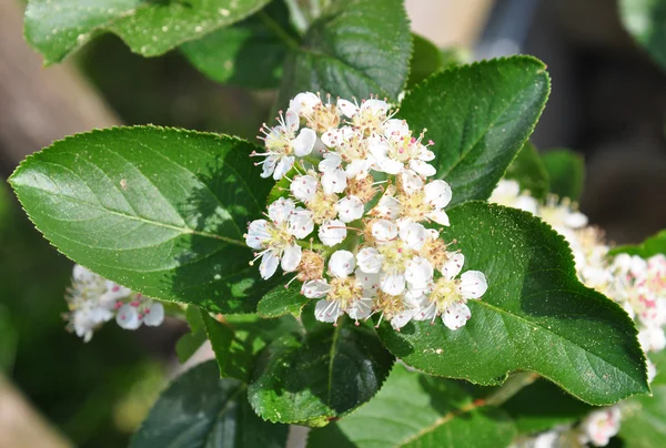 Chokeberry flores (Aronia melanocarpa ) — Fotografia de Stock