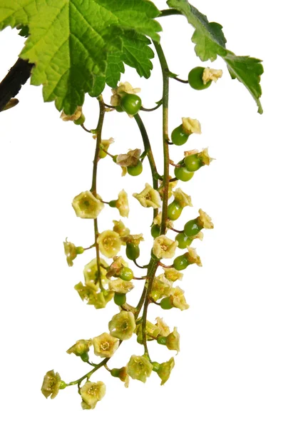 Flores de grosella roja (Ribes rubrum ) — Foto de Stock