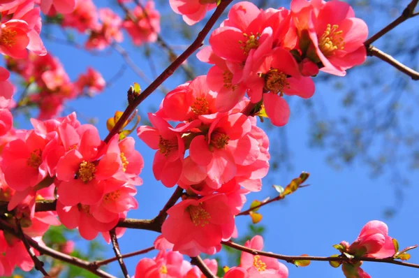 Chinesische Quittenblüten (chaenomeles speciosa) — Stockfoto