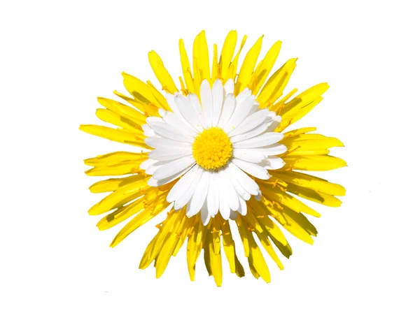 Daisy on dandelion flower — Stock Photo, Image