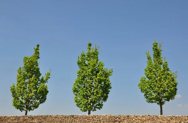 Кленовые деревья — стоковое фото