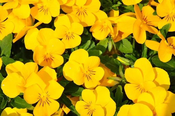 stock image Yellow pansies