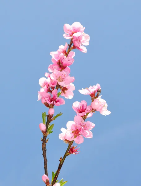 Pfirsichblüte (prunus persica)) — Stockfoto