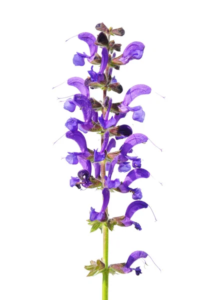Ängen salvia (Salvia pratensis) — Stockfoto