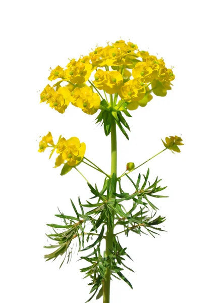 Zypressenmilchmilch (Euphorbia cyparissias)) — Stockfoto