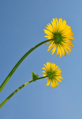 Leopard's Bane (Doronicum orientale)