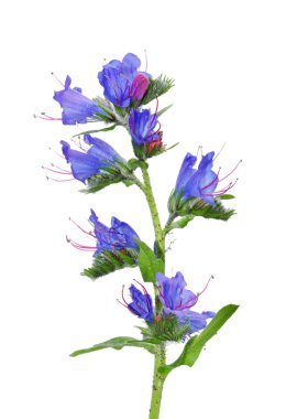 Viper's Bugloss (Echium vulgare) clipart