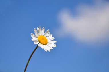 Oxeye papatya (Leucanthemum vulgare)