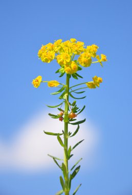 Selvi Spurge (Euphorbia cyparissias)