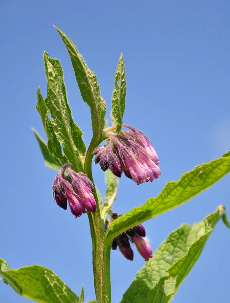 紫草科植物 (铁皮石斛聚合) — 图库照片