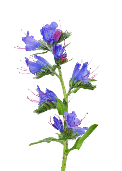 VIPERS BUGLOSS (Echium vulgare)) — Stockfoto