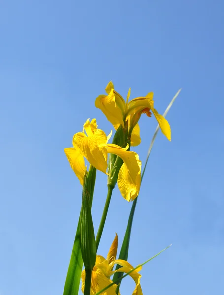 Iride gialla (Iris pseudacorus ) — Foto Stock
