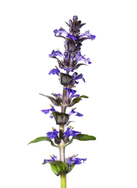 Blue bugle (Ajuga reptans) — Stock Photo, Image