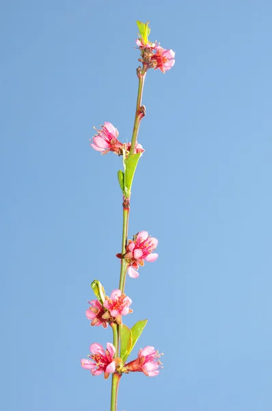 Brzoskwiniowy kwiat (Prunus persica) — Zdjęcie stockowe