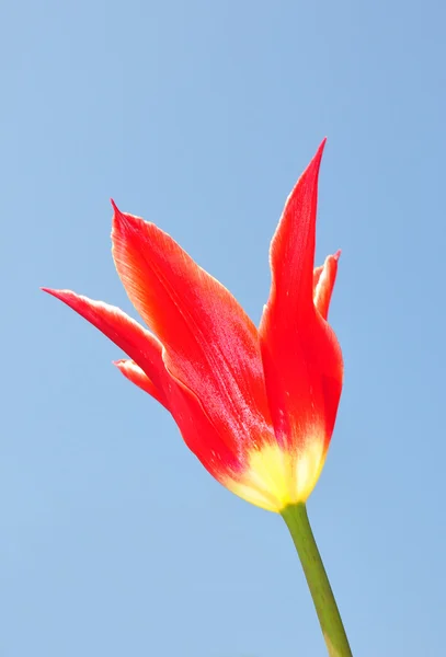 Tulipano rosso — Foto Stock