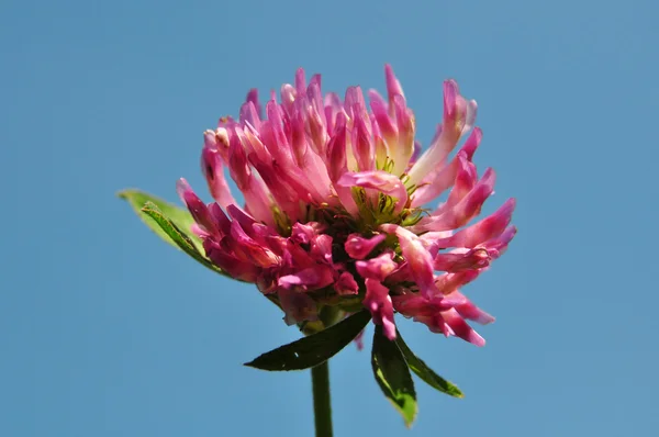 Rödklöver (trifolium pratense) — Stockfoto