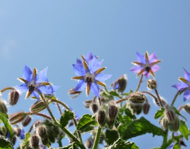 Hodan (Borago officinalis)