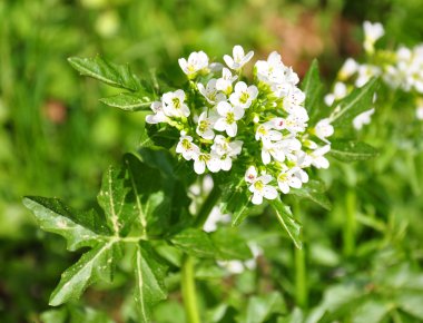 Su teresi (Nasturtium officinale)