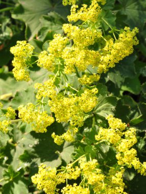 Lady's mantle (Alchemilla) clipart