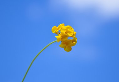 Kuş 's - ayak trefoil (Lotus corniculatus)