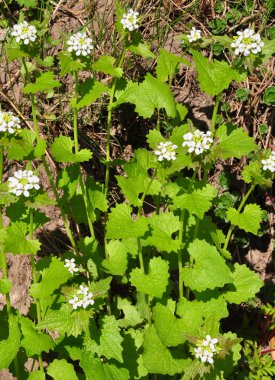 Sarımsaklı hardal (Alliaria petiolata)